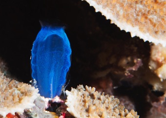 Tunicate
